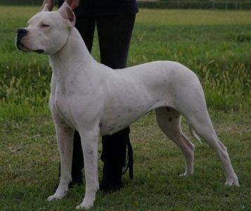 oglasi, Dogo Argentino tenci od najboljih 